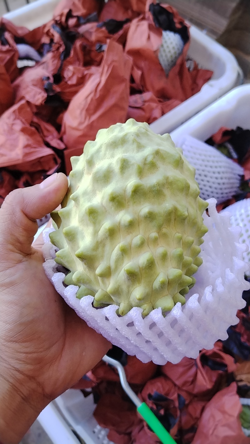 精品释迦