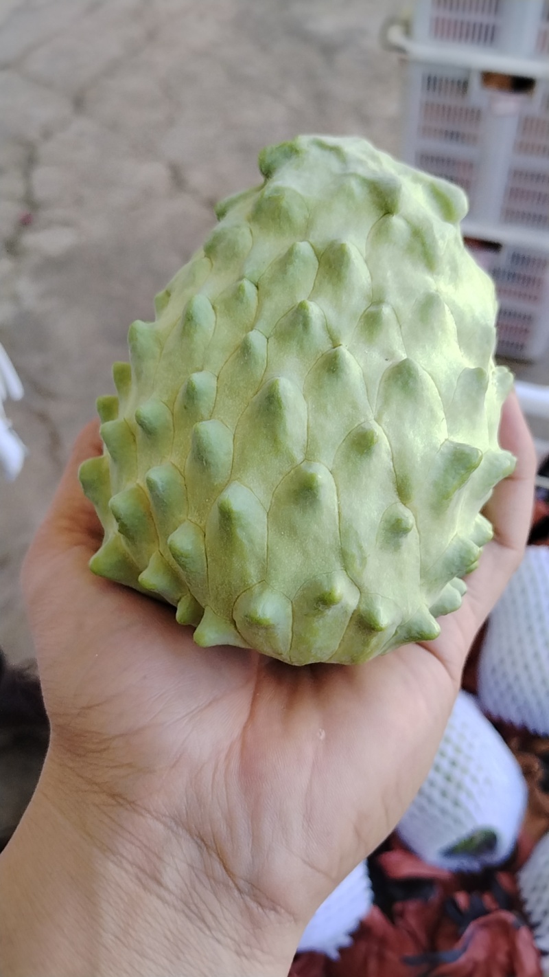 精品释迦