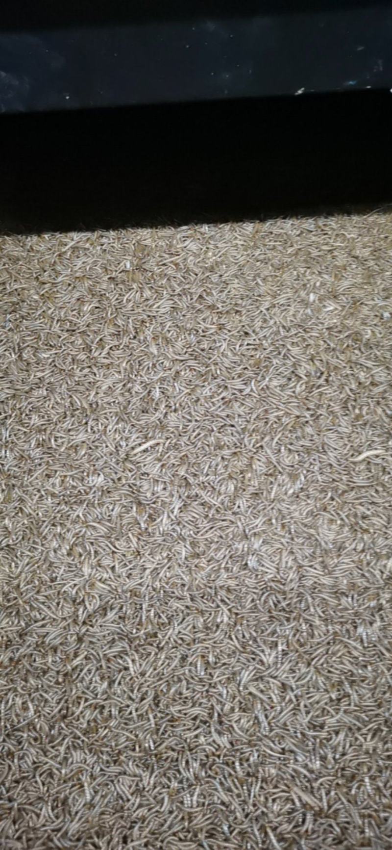 各种规格黄粉虫