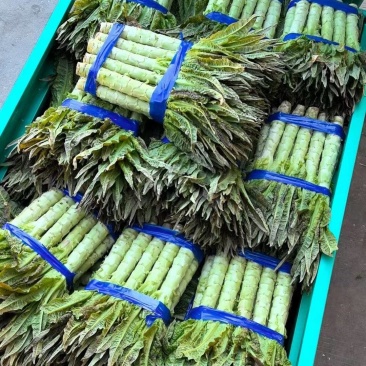 江苏精品莴笋基地，物美价廉，产地直发，大量有货！