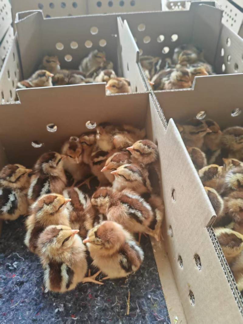 清远麻鸡苗，厂家直销，货源稳定，品质保证