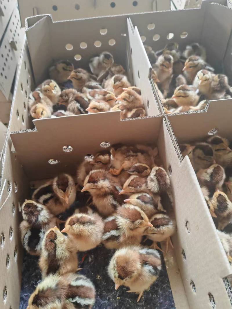 清远麻鸡苗，厂家直销，货源稳定，品质保证