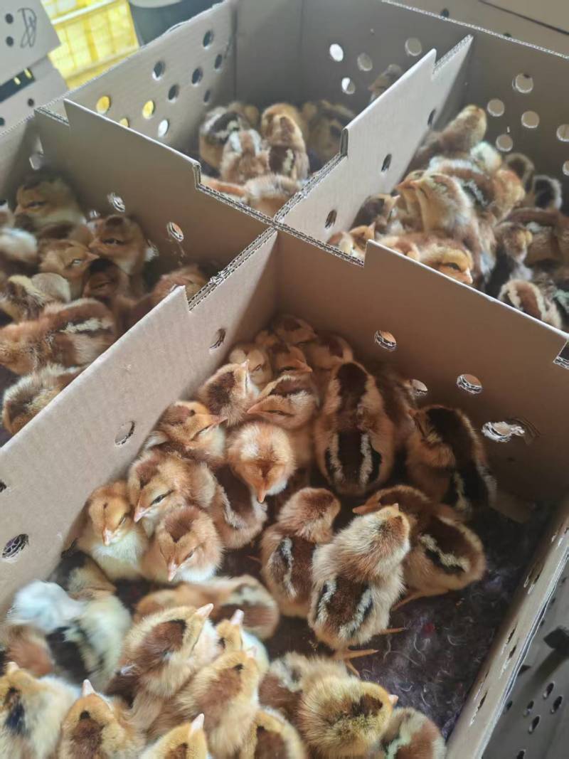 清远麻鸡苗，厂家直销，货源稳定，品质保证