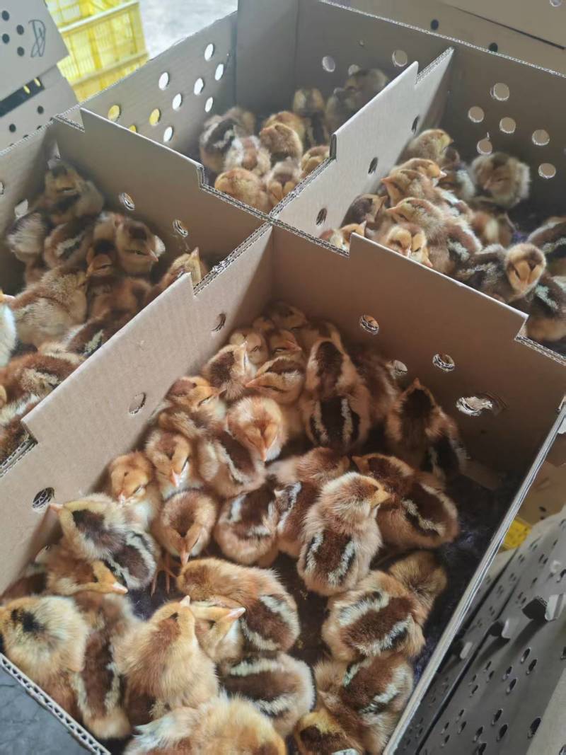清远麻鸡苗，厂家直销，货源稳定，品质保证