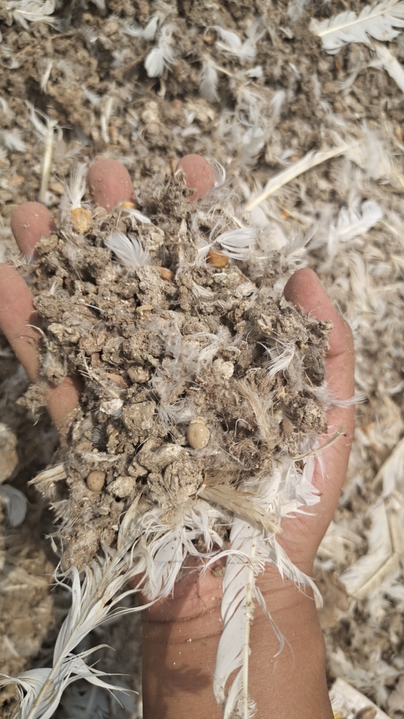 纯鸽子粪鸟粪颗粒肥榴莲种植鸽子粪农家肥