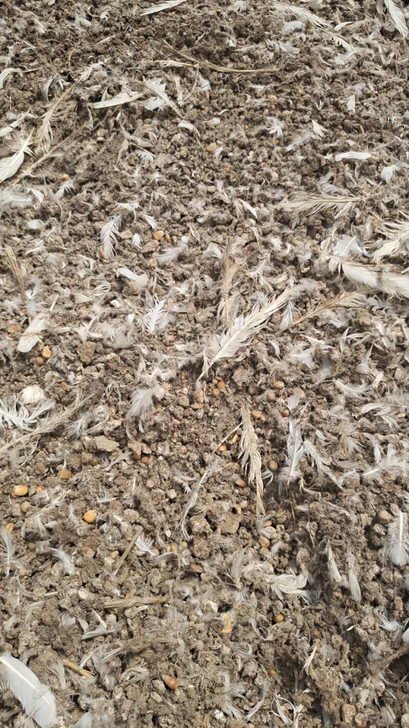 纯鸽子粪鸟粪颗粒肥榴莲种植鸽子粪农家肥