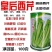 皇后西芹种子四季高产脆嫩香芹芹菜种籽抗病耐热大田四季蔬菜