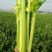 皇后西芹种子四季高产脆嫩香芹芹菜种籽抗病耐热大田四季蔬菜