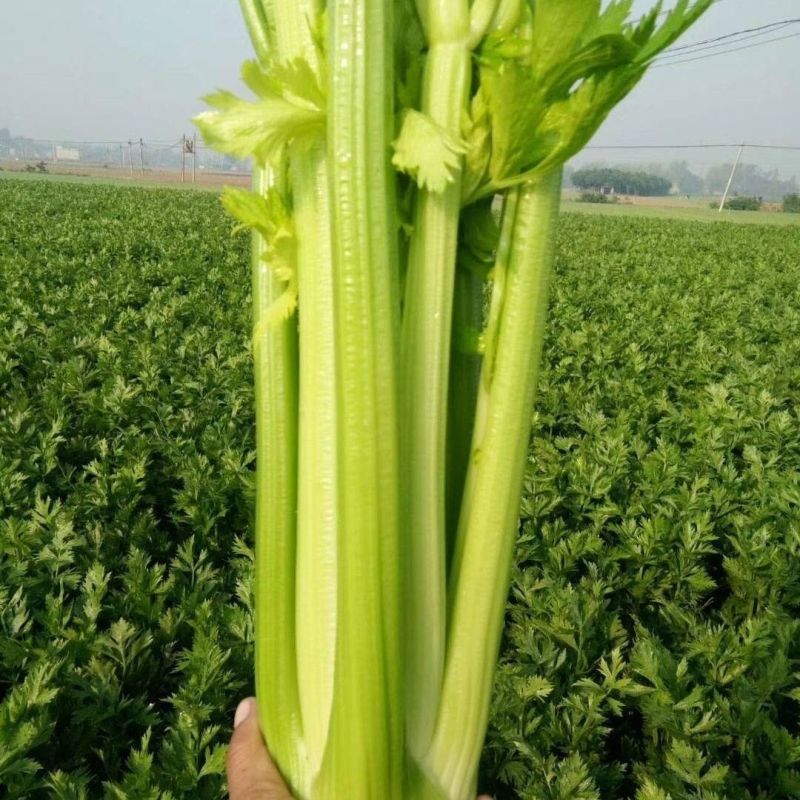 皇后西芹种子四季高产脆嫩香芹芹菜种籽抗病耐热大田四季蔬菜