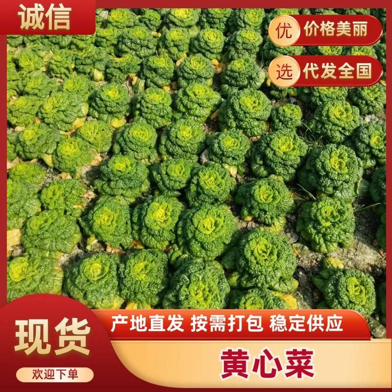 黄心菜大量有货，价格便宜可供超市电商批发发货全国