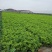 四季芹菜种子盛科优皇后西芹种子高产抗病农家菜园大田蔬菜籽