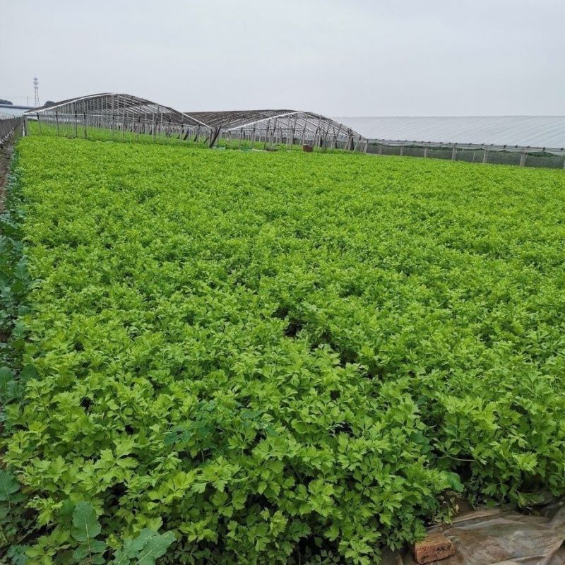 四季芹菜种子盛科优皇后西芹种子高产抗病农家菜园大田蔬菜籽