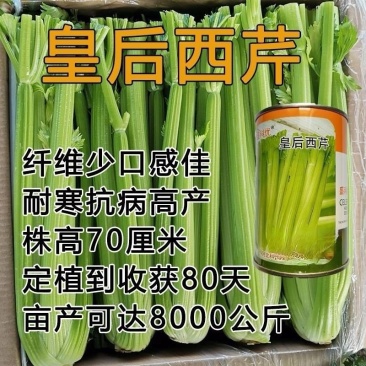 四季芹菜种子盛科优皇后西芹种子高产抗病农家菜园大田蔬菜籽
