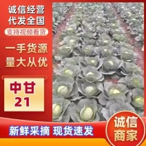精品甘蓝大量上市，价格不贵何工电商超市批发商发货全国