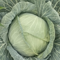 云南莲花白包菜甘蓝批发全国发货产地直发