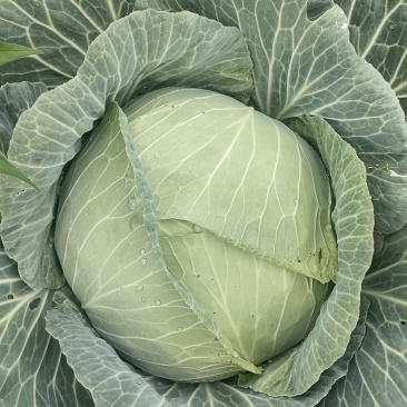 云南莲花白包菜甘蓝批发全国发货产地直发