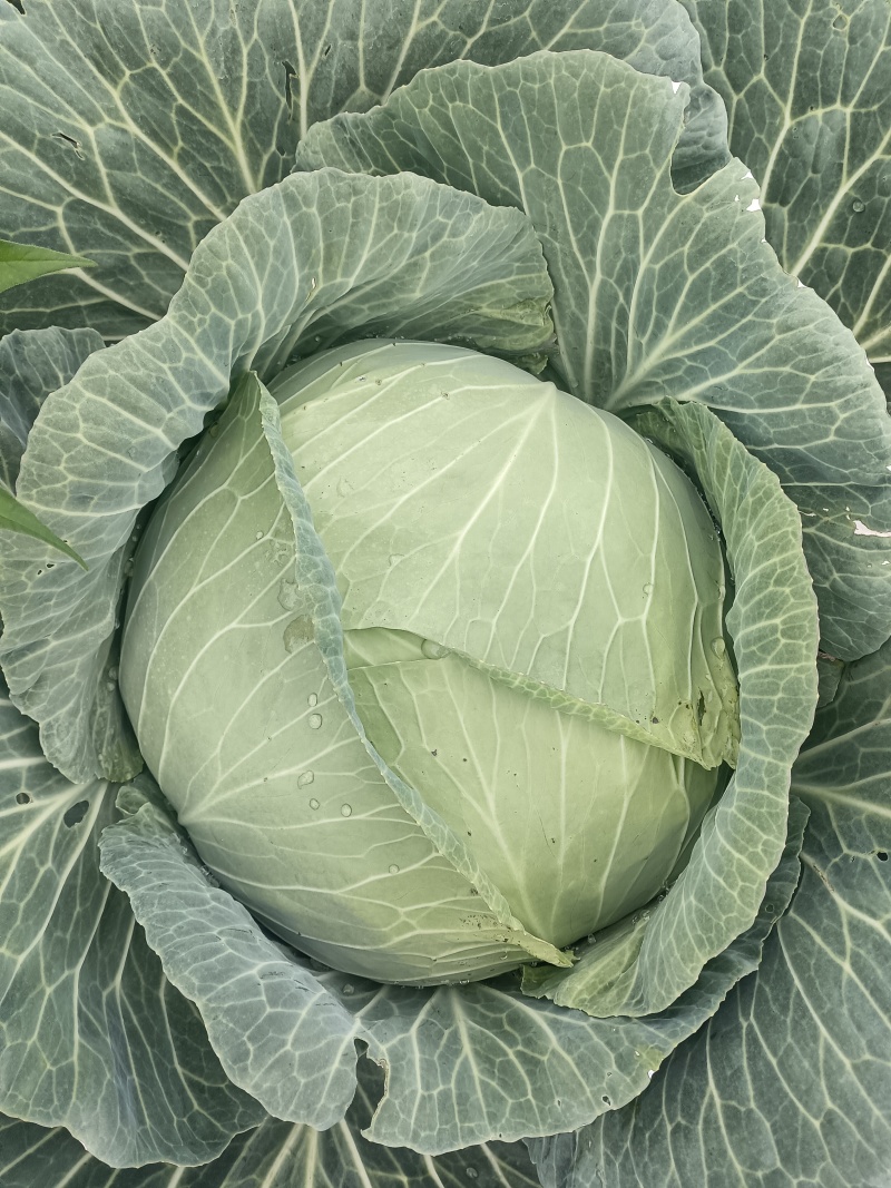 云南莲花白包菜甘蓝批发全国发货产地直发