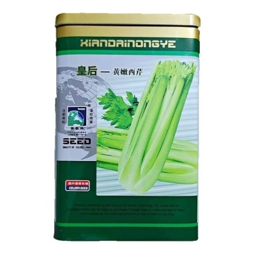 法国皇后黄嫩大头种子四季播种子基地种植品种专用芹菜高产耐