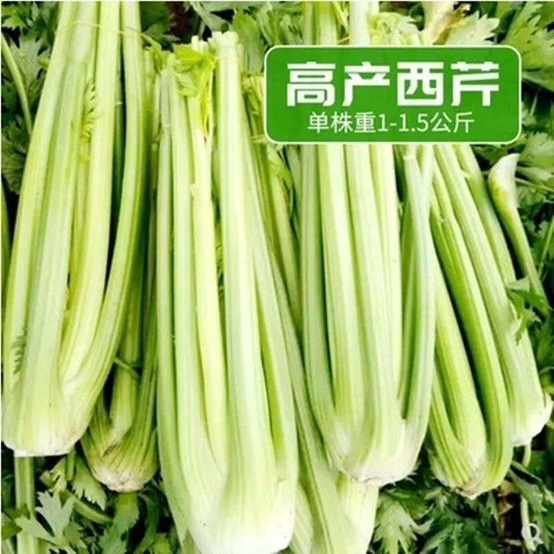 法国皇后黄嫩大头种子四季播种子基地种植品种专用芹菜高产耐