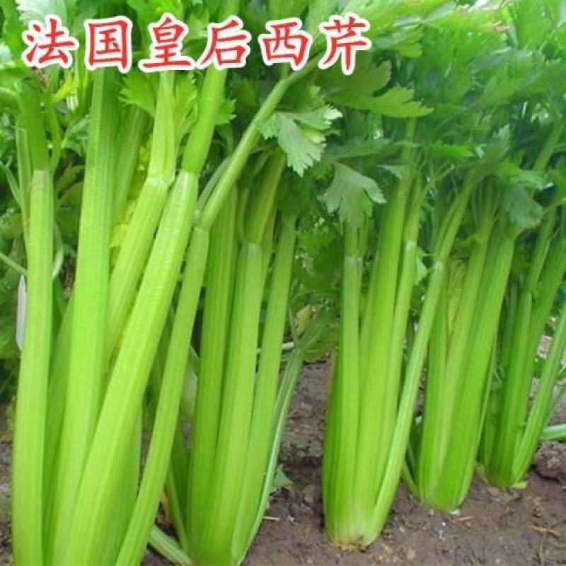 法国皇后黄嫩大头种子四季播种子基地种植品种专用芹菜高产耐