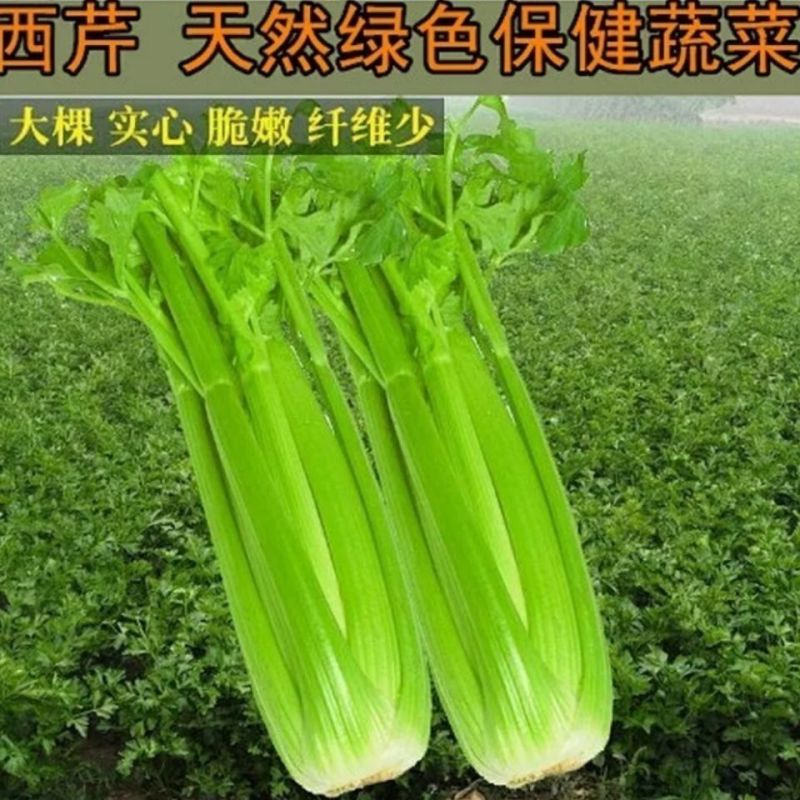 法国皇后黄嫩大头种子四季播种子基地种植品种专用芹菜高产耐