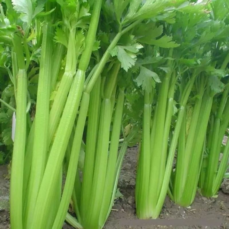 法国皇后黄嫩大头种子四季播种子基地种植品种专用芹菜高产耐