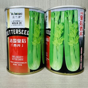 法国皇后西芹种子四季播优质耐热芹菜种子高产耐寒露地大棚蔬