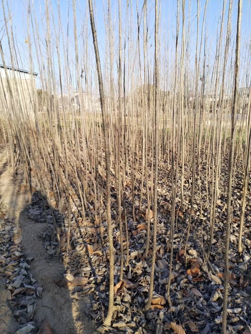 杨树苗大量供应