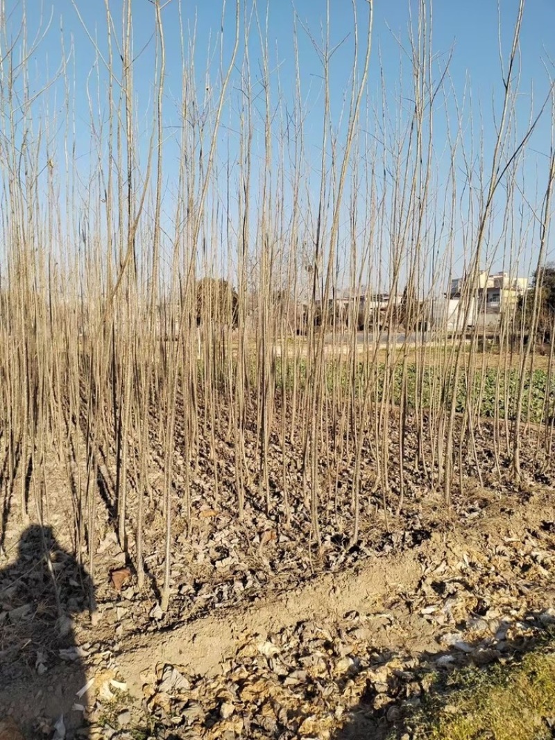 杨树苗大量供应