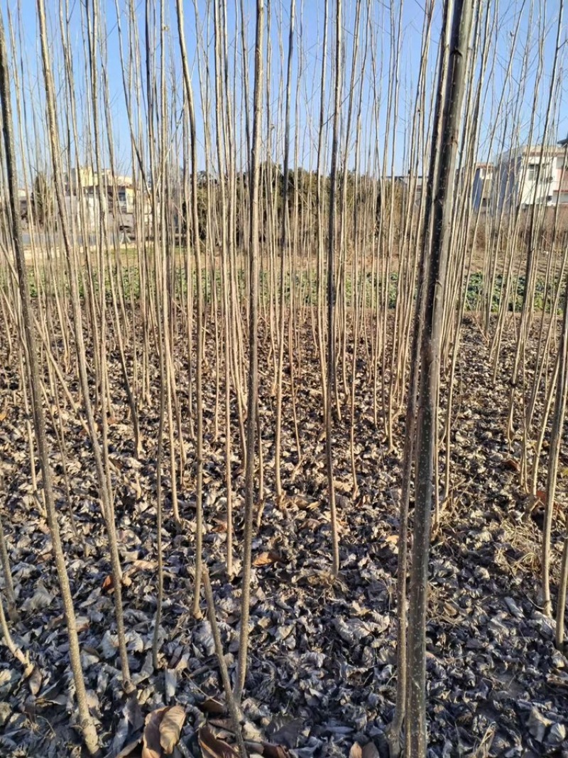 杨树苗大量供应