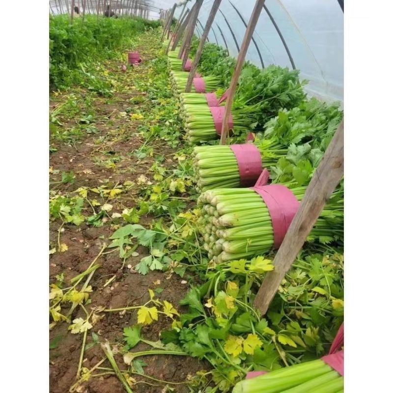 法国皇后西芹种子四季播优质耐热芹菜种子高产耐寒露地大棚蔬