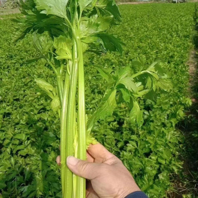 法国皇后西芹种子四季播优质耐热芹菜种子高产耐寒露地大棚蔬
