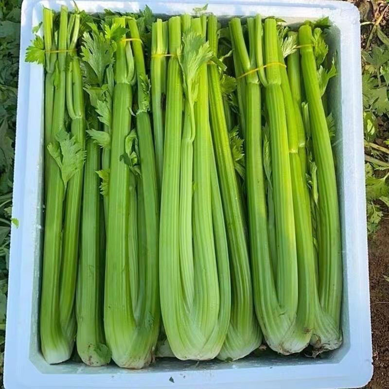 法国皇后西芹种子四季播优质耐热芹菜种子高产耐寒露地大棚蔬
