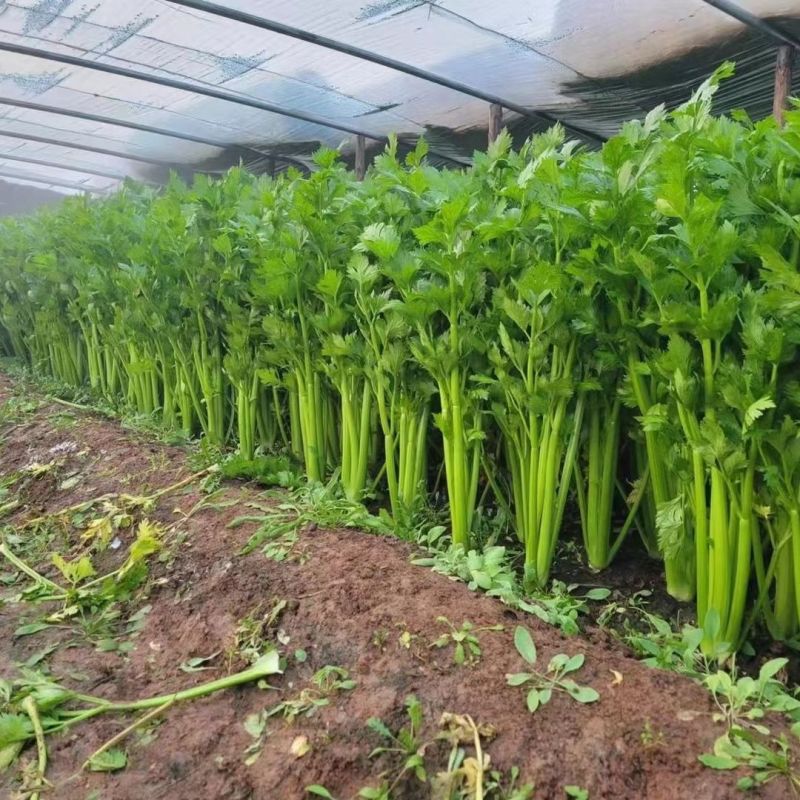 法国皇后西芹种子四季播优质耐热芹菜种子高产耐寒露地大棚蔬