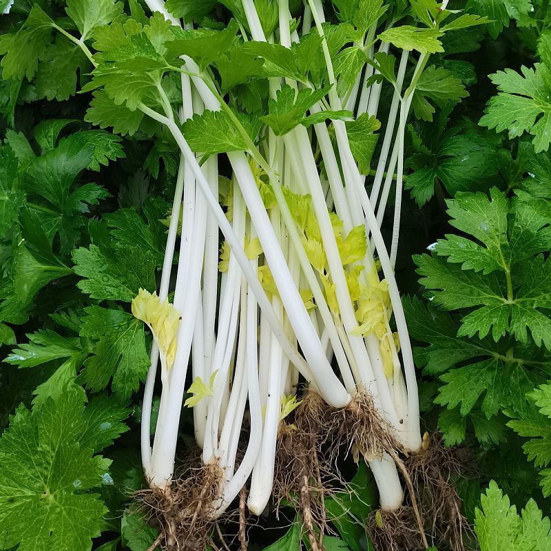 泰利钢芹优质白芹种子嫩白香味浓耐寒抗热口感香脆基地大田
