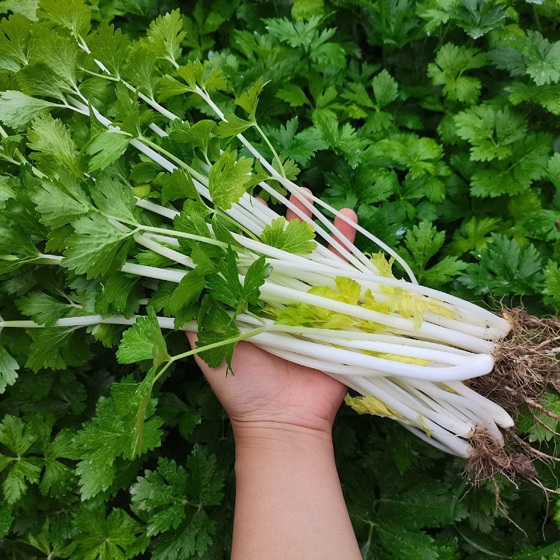 泰利钢芹优质白芹种子嫩白香味浓耐寒抗热口感香脆基地大田