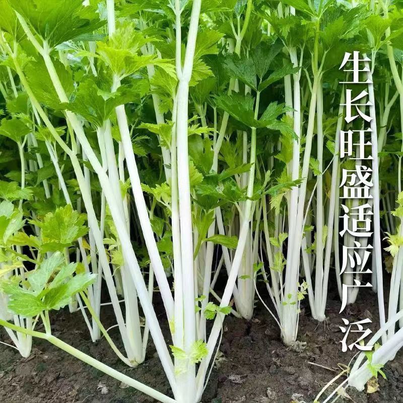 泰利钢芹优质白芹种子嫩白香味浓耐寒抗热口感香脆基地大田