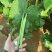 倚天剑新三扁架豆种子绿荚芸豆种籽春秋早熟抗病高产宽扁豆角