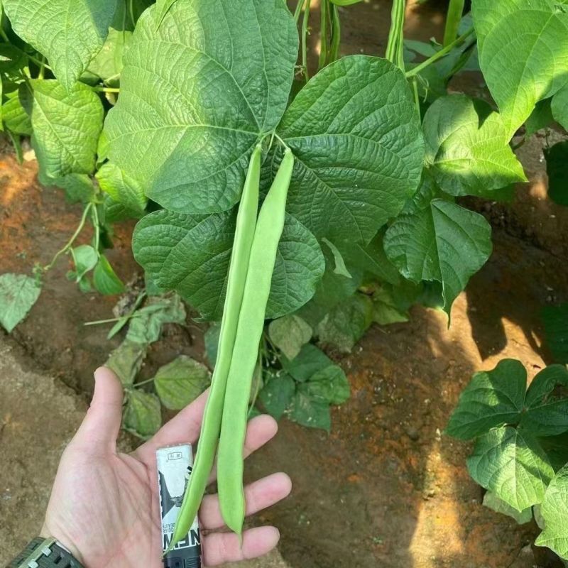 倚天剑新三扁架豆种子绿荚芸豆种籽春秋早熟抗病高产宽扁豆角