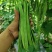 倚天剑新三扁架豆种子绿荚芸豆种籽春秋早熟抗病高产宽扁豆角