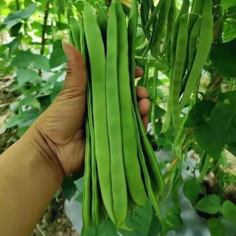 倚天剑新三扁架豆种子绿荚芸豆种籽春秋早熟抗病高产宽扁豆角