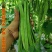 倚天剑新三扁架豆种子绿荚芸豆种籽春秋早熟抗病高产宽扁豆角