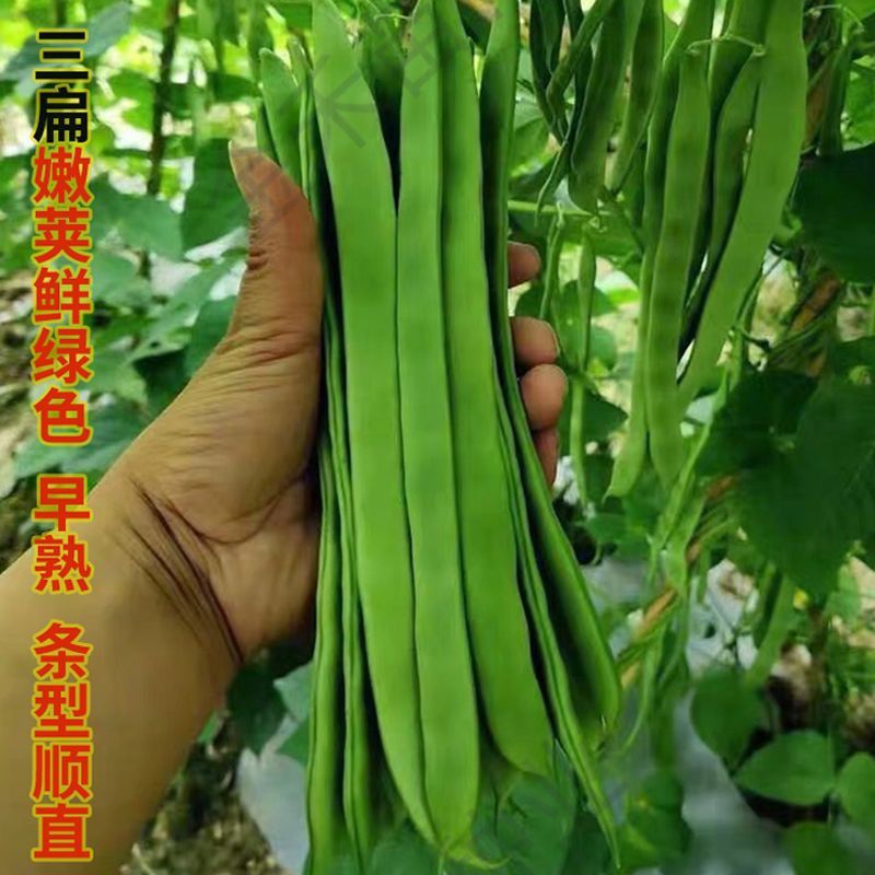 倚天剑新三扁架豆种子绿荚芸豆种籽春秋早熟抗病高产宽扁豆角