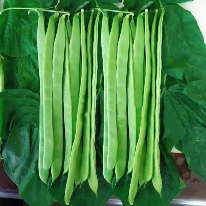 倚天剑新三扁架豆种子绿荚芸豆种籽春秋早熟抗病高产宽扁豆角