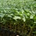 越夏耐热硬粉西红柿苗厂家直发量大价优欢迎咨询