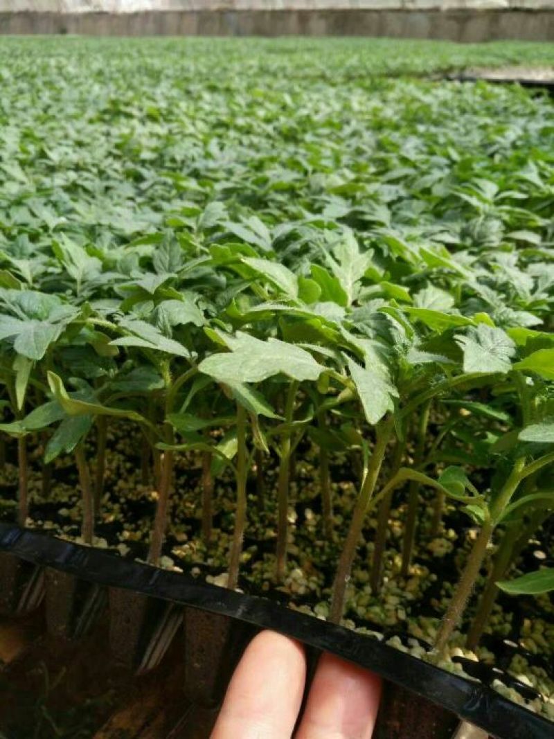 越夏耐热硬粉西红柿苗厂家直发量大价优欢迎咨询