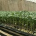 越夏耐热硬粉西红柿苗厂家直发量大价优欢迎咨询