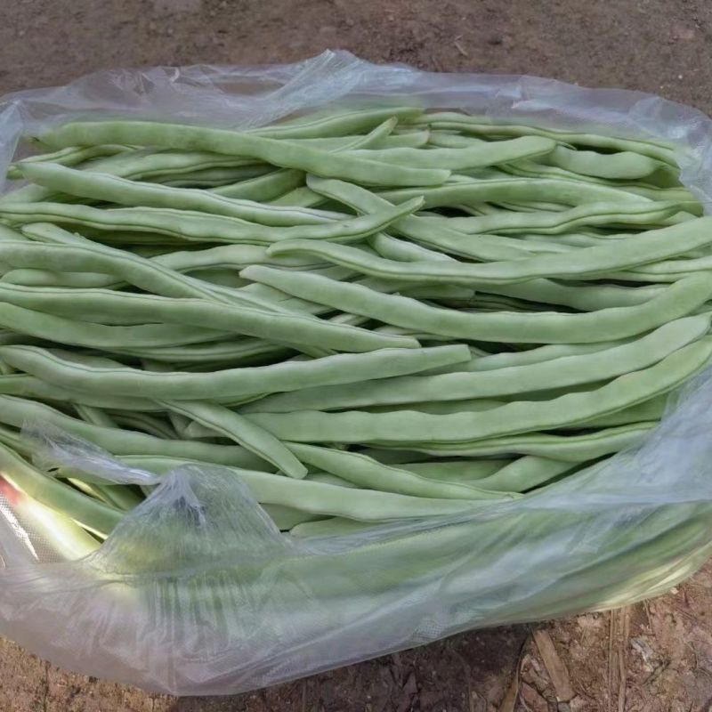 长荚状元白荚四季豆架豆种子高产早熟