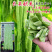 长荚状元白荚四季豆架豆种子高产早熟
