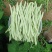 长荚状元白荚四季豆架豆种子高产早熟
